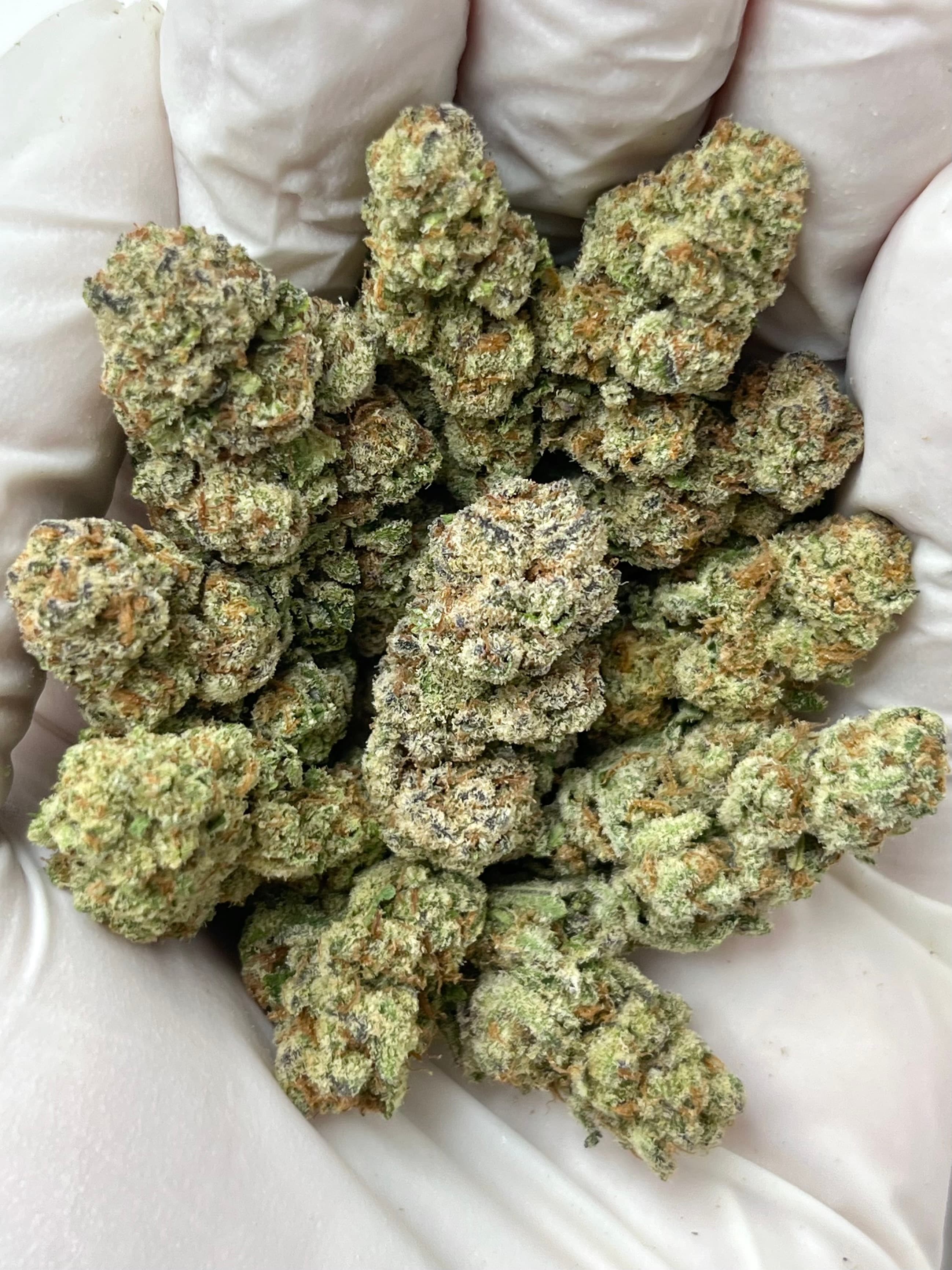 Grape Gas, Small, representative photo of this strain