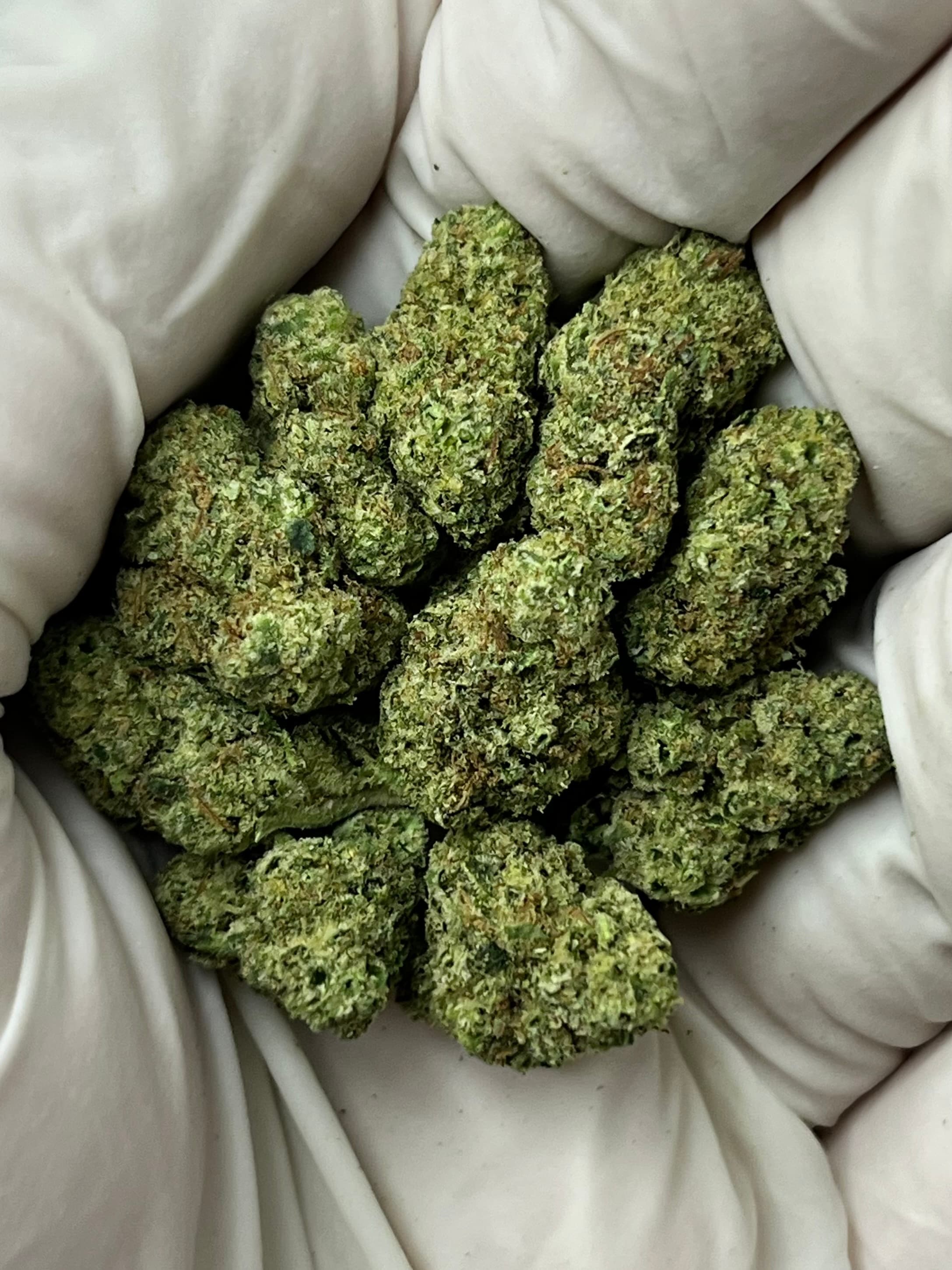 Alien OG, Small, photo