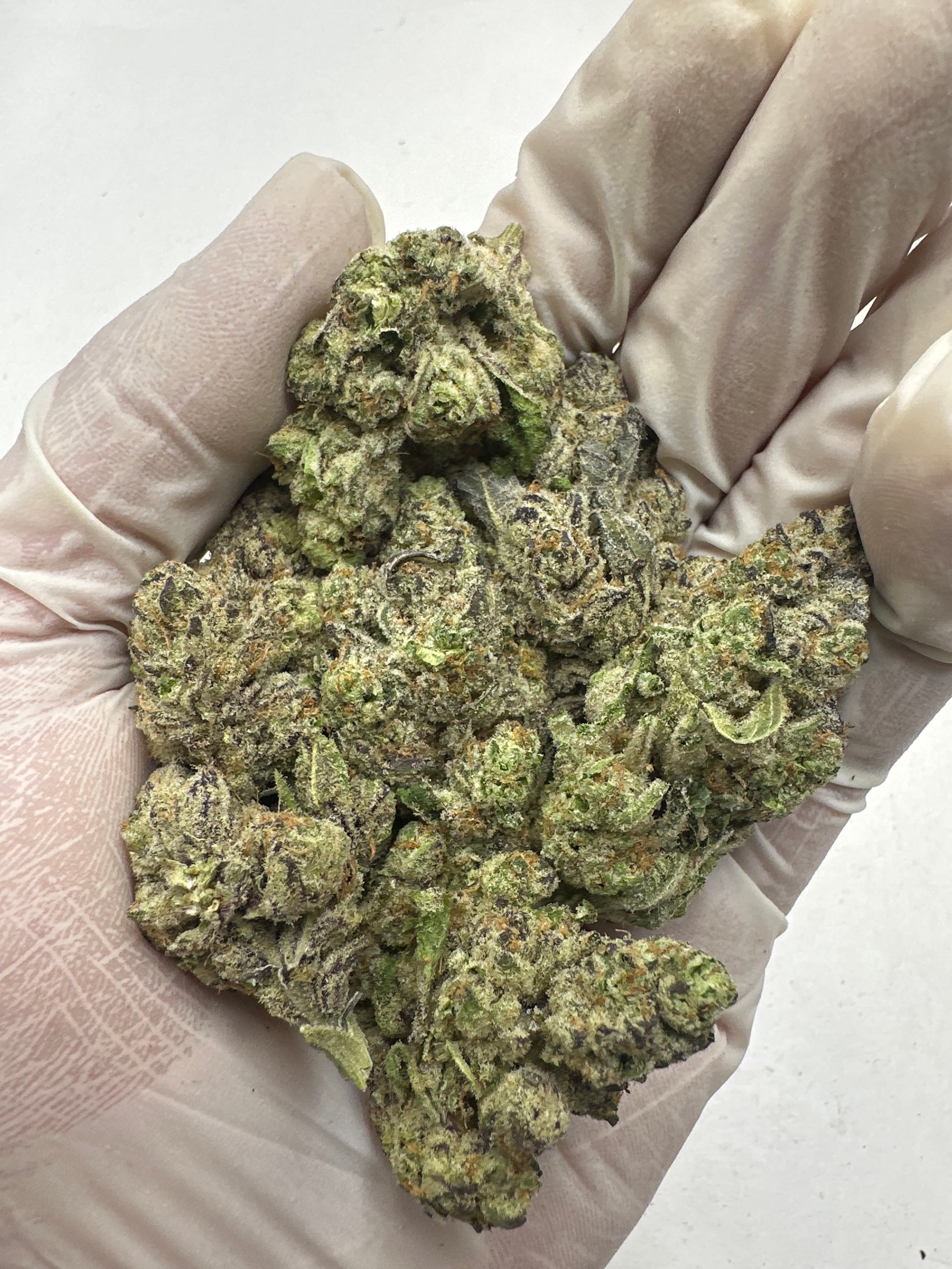 Magic Marker, Small, representative photo of this strain