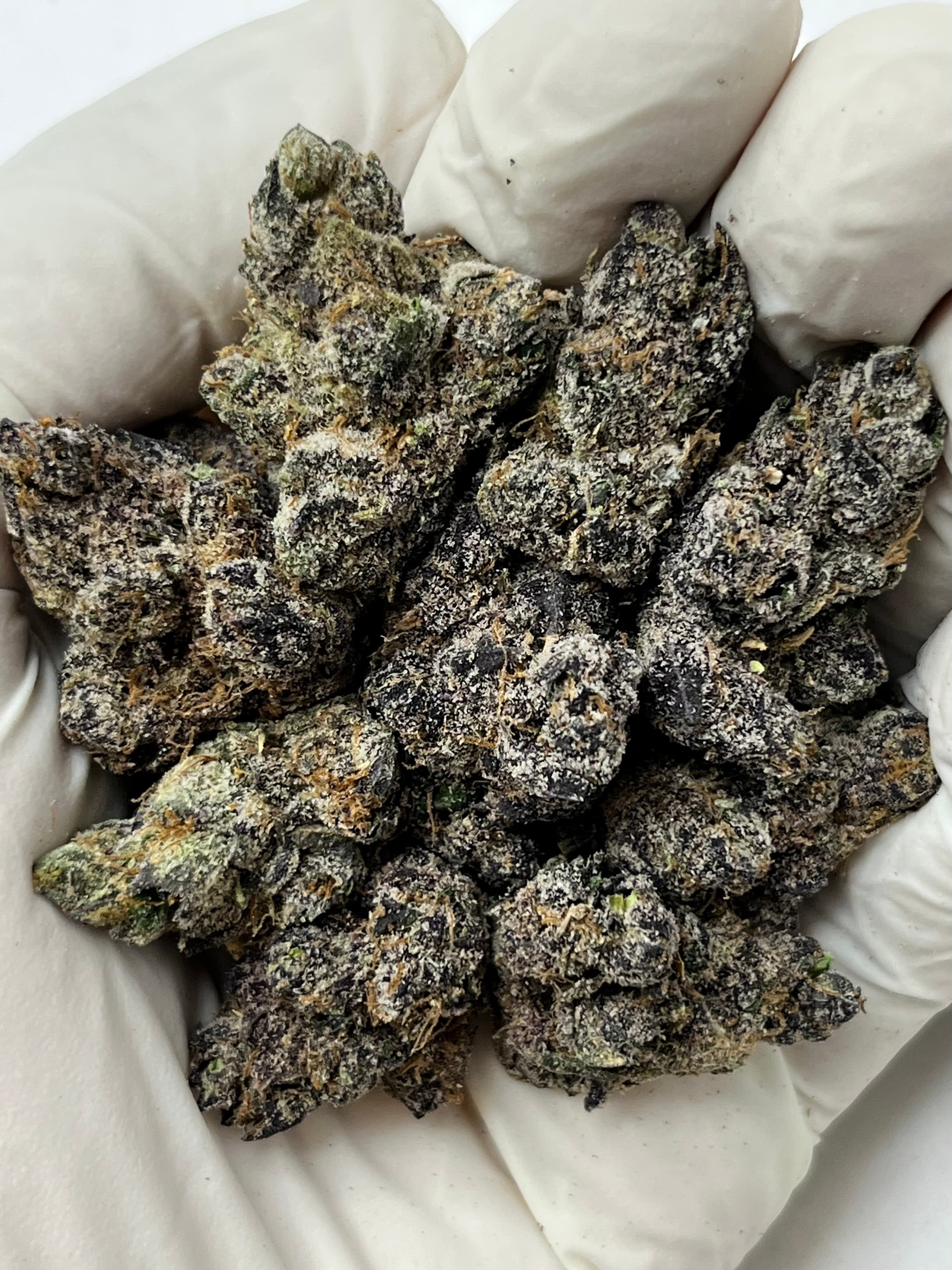 Black Cherry Gelato, Big, photo