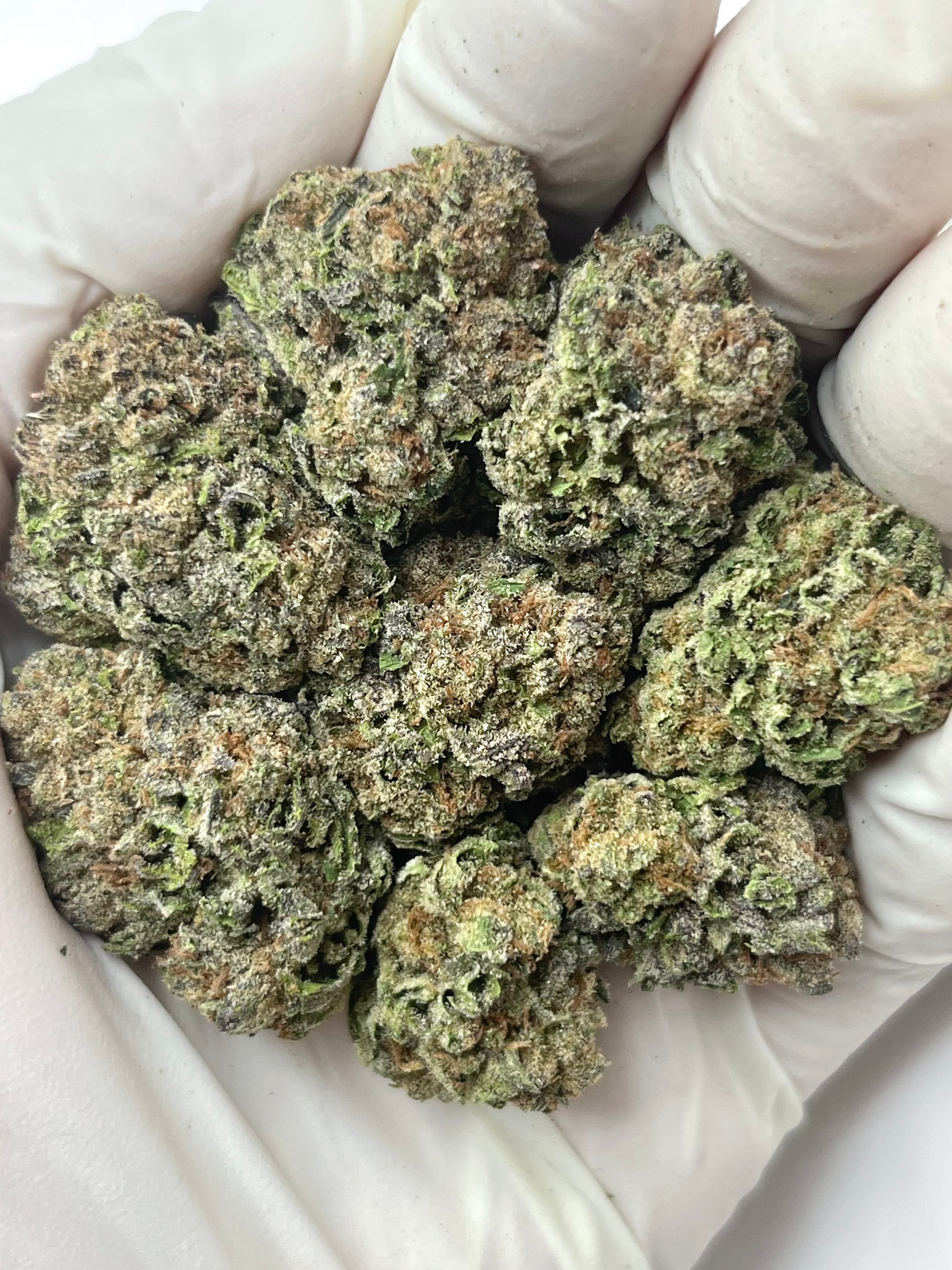 Blueberry Daiquiri, Big, photo