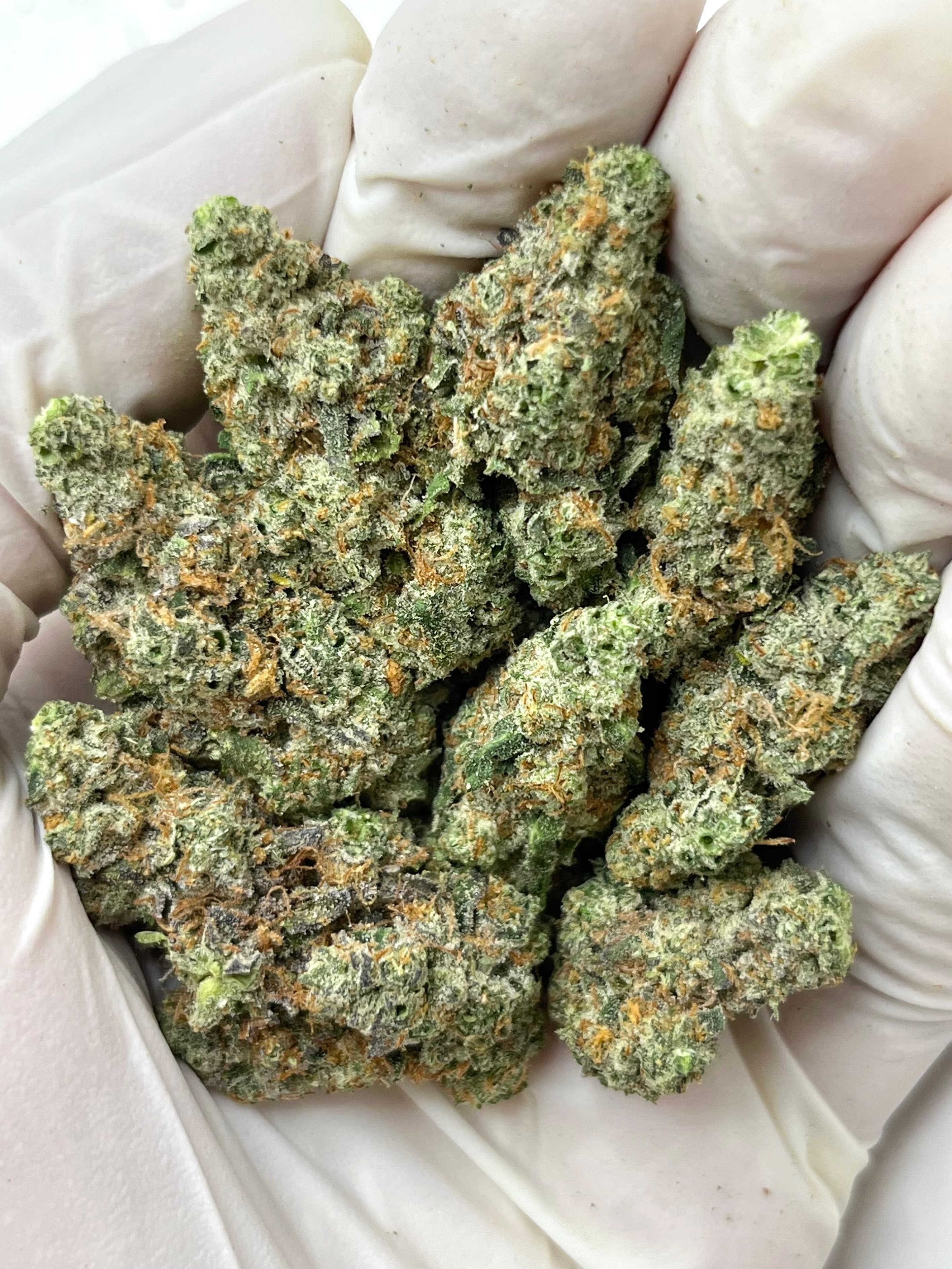 Black Lung, Small, representative photo of this strain